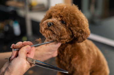 Dog getting a haircut