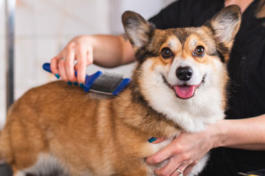 Dog being brushed after grooming