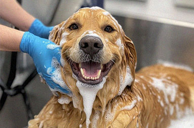 Happy dog getting a bath