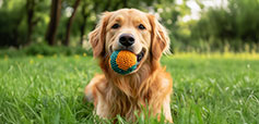 Happy dog with a toy in the grass