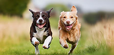 Two happy dogs running in nature