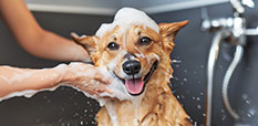 Happy dog being groomed