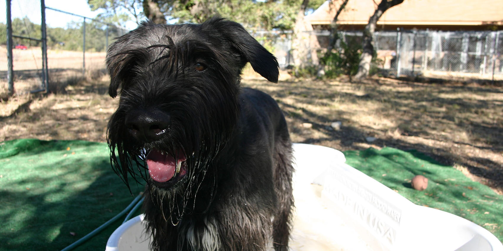 dog in the pool