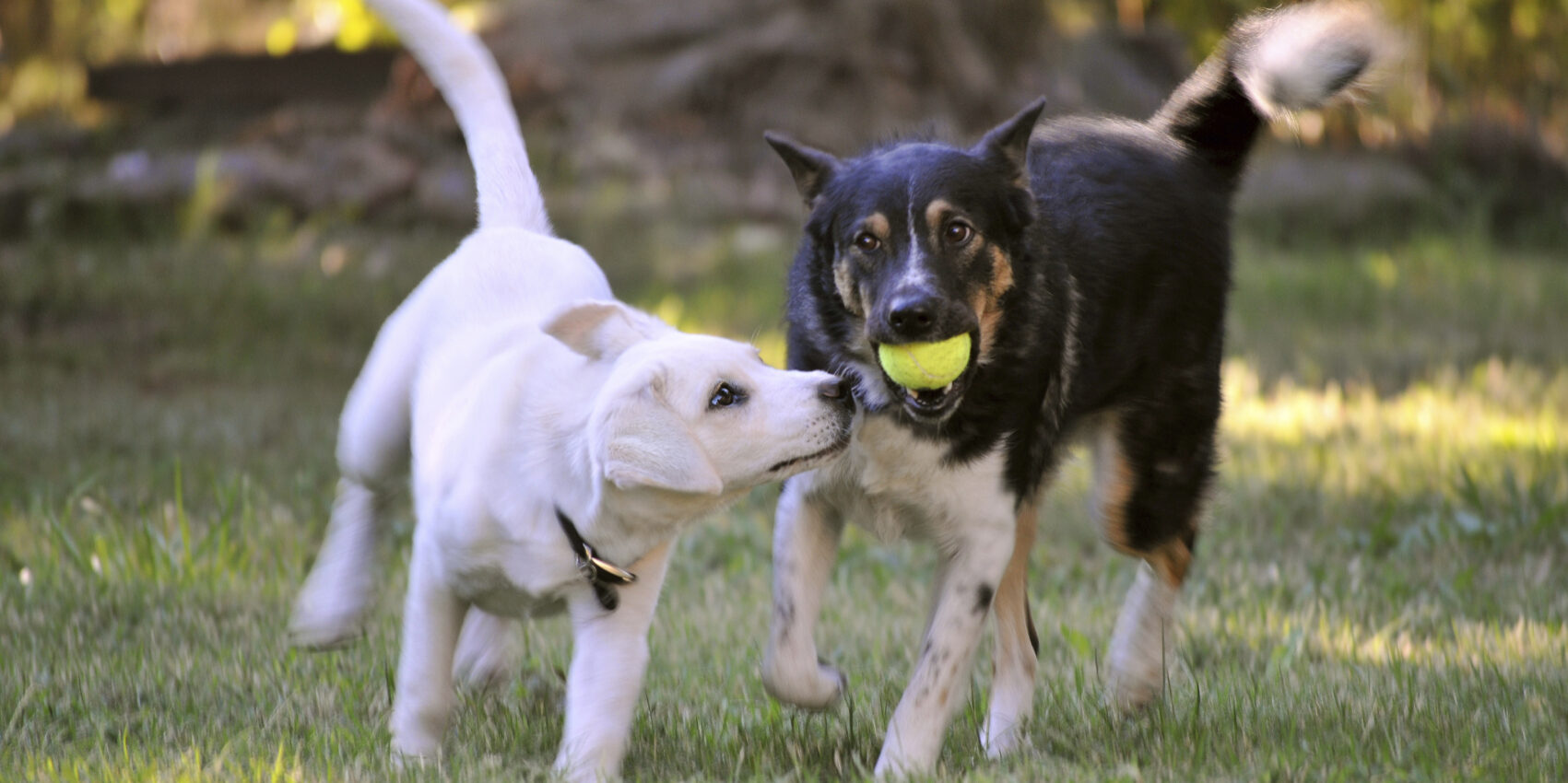 dogs playing