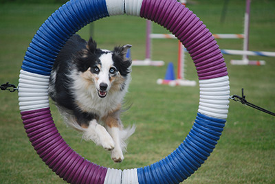 Dog running an agility course