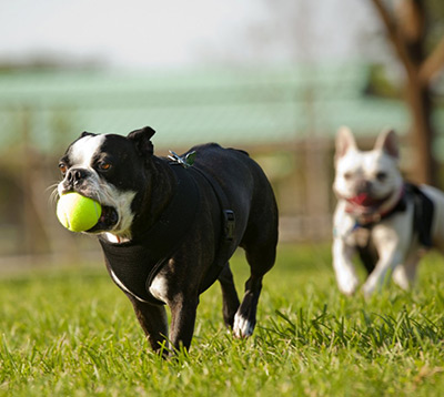 Pug running with a tennis ball