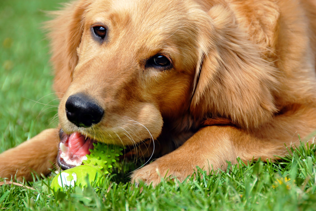 golden with toy dog with a toy