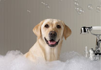 home-dog-grooming Dog Grooming